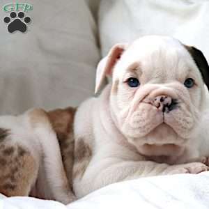 Maestro, English Bulldog Puppy